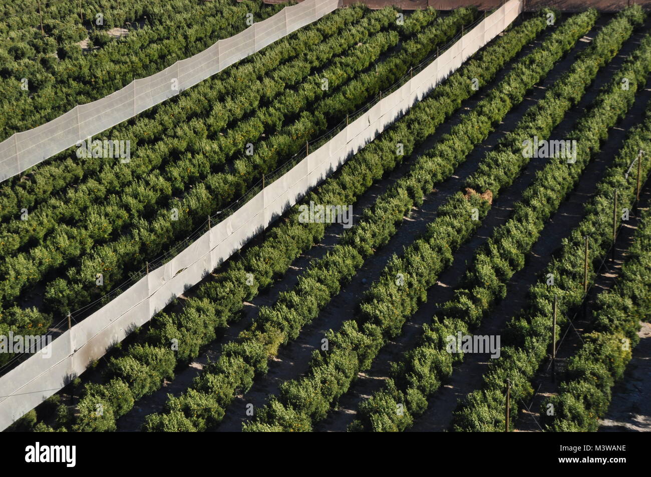 Crops planted in rows in a farmer's field in Chile Stock Photo - Alamy