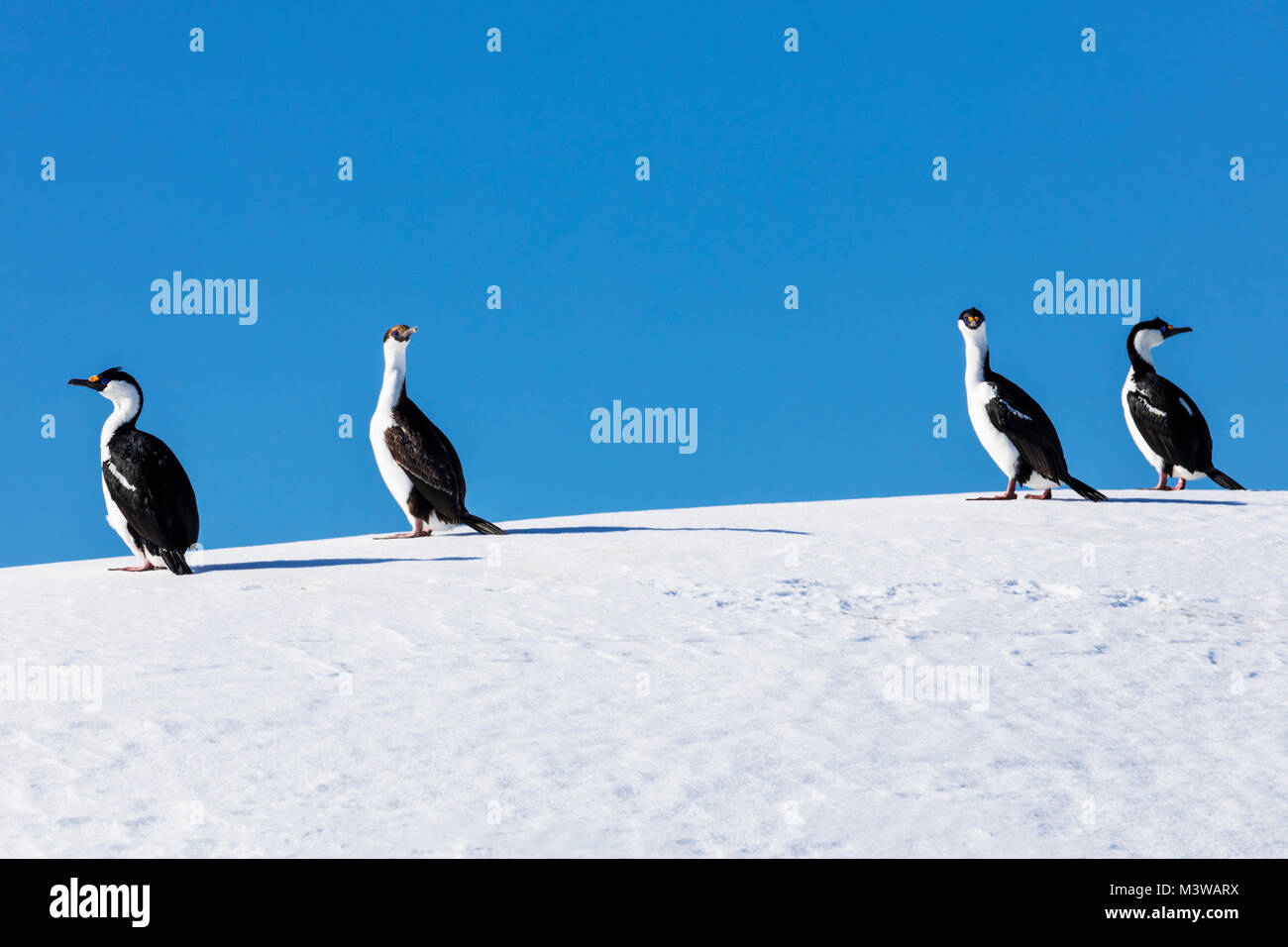 Cormorants; Antarctic shag; Leucocarbo bransfieldensis; blue-eyed shag; bird; Nansen Island; Antarctica Stock Photo