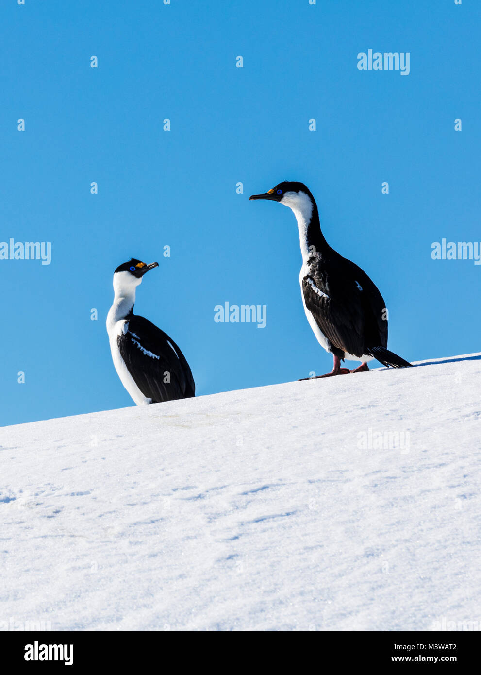 Cormorants; Antarctic shag; Leucocarbo bransfieldensis; blue-eyed shag; bird; Nansen Island; Antarctica Stock Photo