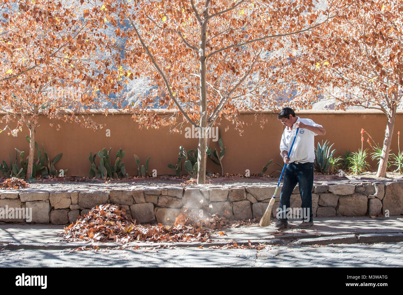 A man sweeping up dead leaves into a pile on the sidewalk in Valle de Elqui, Chile Stock Photo