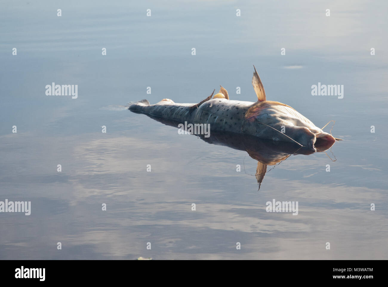 Dead Fish Floating High Resolution Stock Photography and Images Alamy