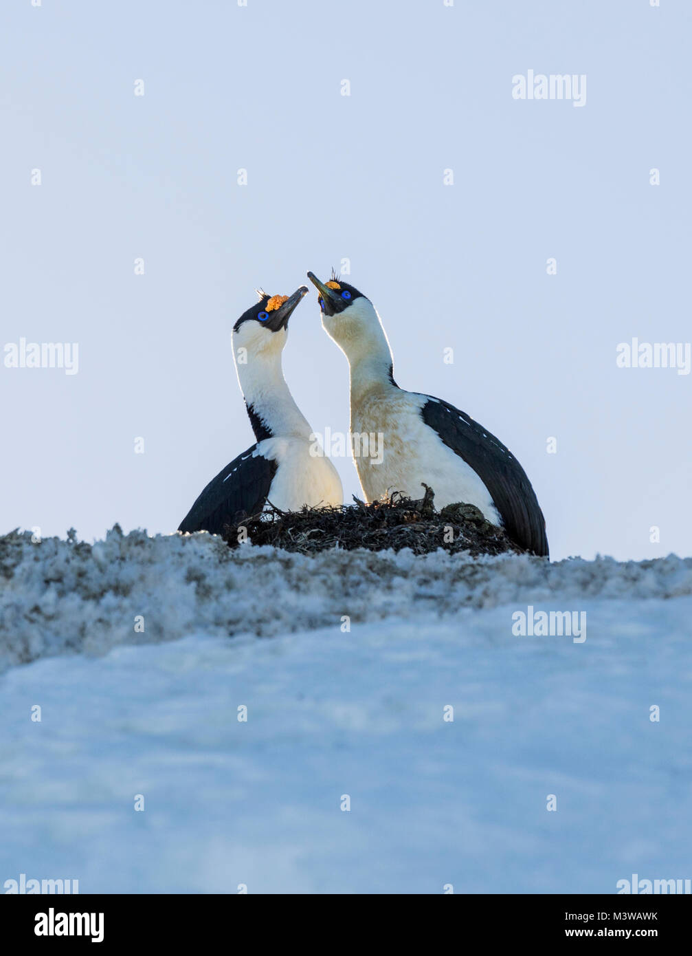 Nesting Cormorant; Antarctic shag; Leucocarbo bransfieldensis; blue-eyed shag; bird; Nansen Island; Antarctica Stock Photo
