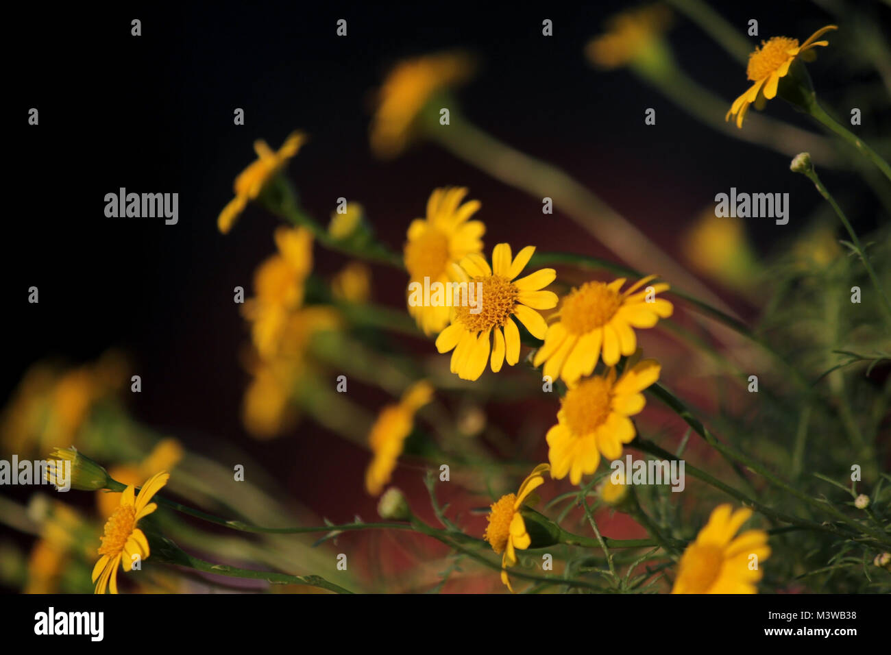 golden fleece or thymophylla tenuiloba, small yellow dahlberg daisy flower blooming Stock Photo