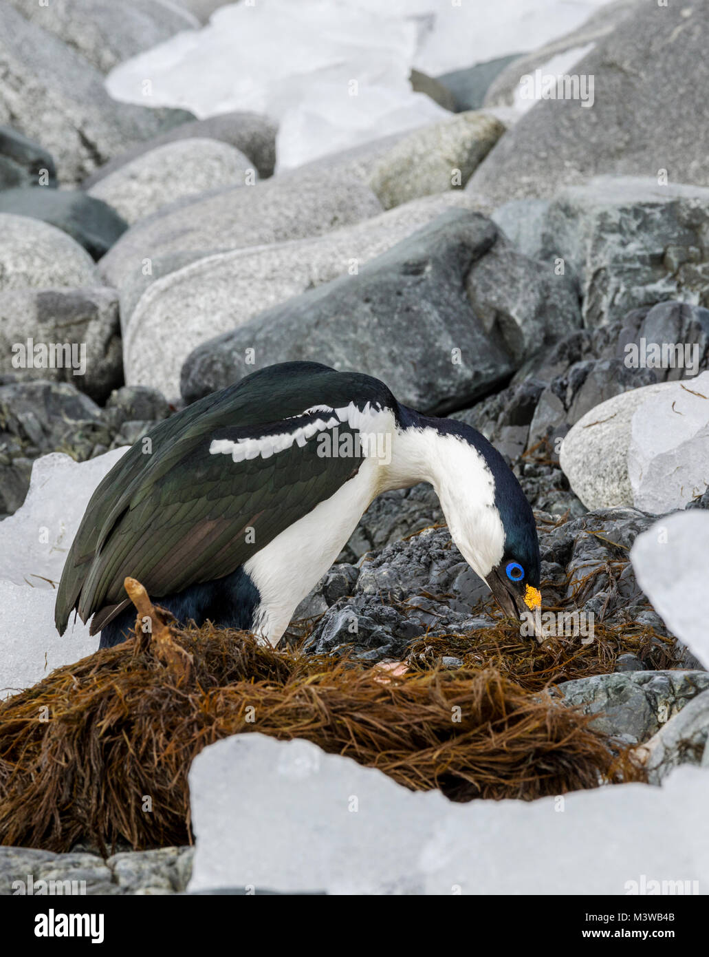 Cormorant; Antarctic shag; Leucocarbo bransfieldensis; blue-eyed shag; bird; gathering seaweed for nest; Half Moon Island; Antarctica Stock Photo