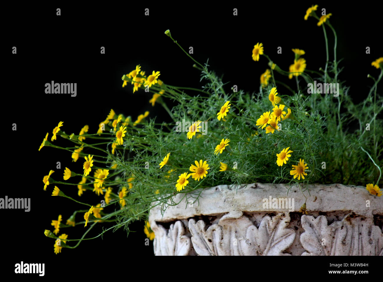 golden fleece or thymophylla tenuiloba, small yellow dahlberg daisy flower blooming Stock Photo