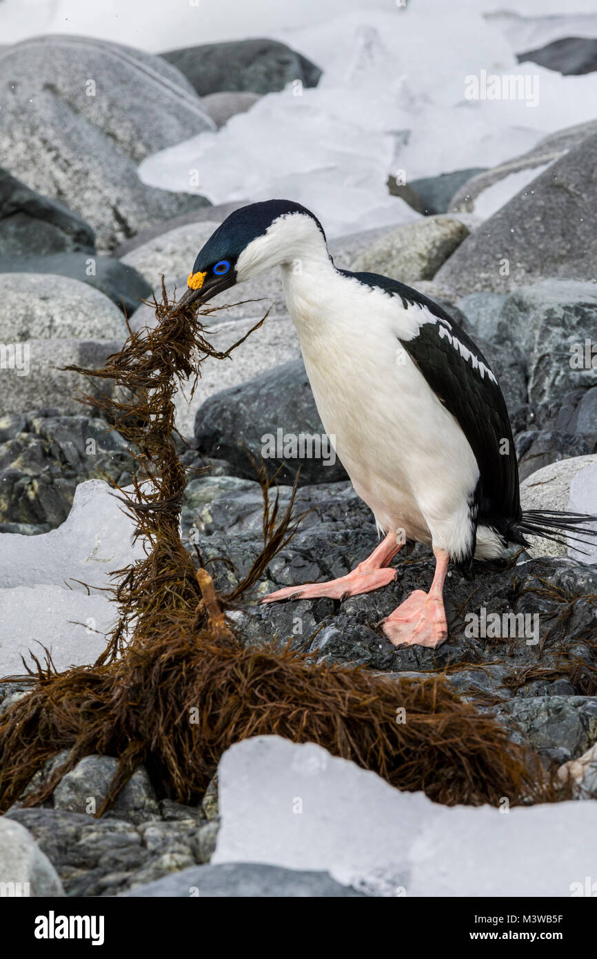 Cormorant; Antarctic shag; Leucocarbo bransfieldensis; blue-eyed shag; bird; gathering seaweed for nest; Half Moon Island; Antarctica Stock Photo