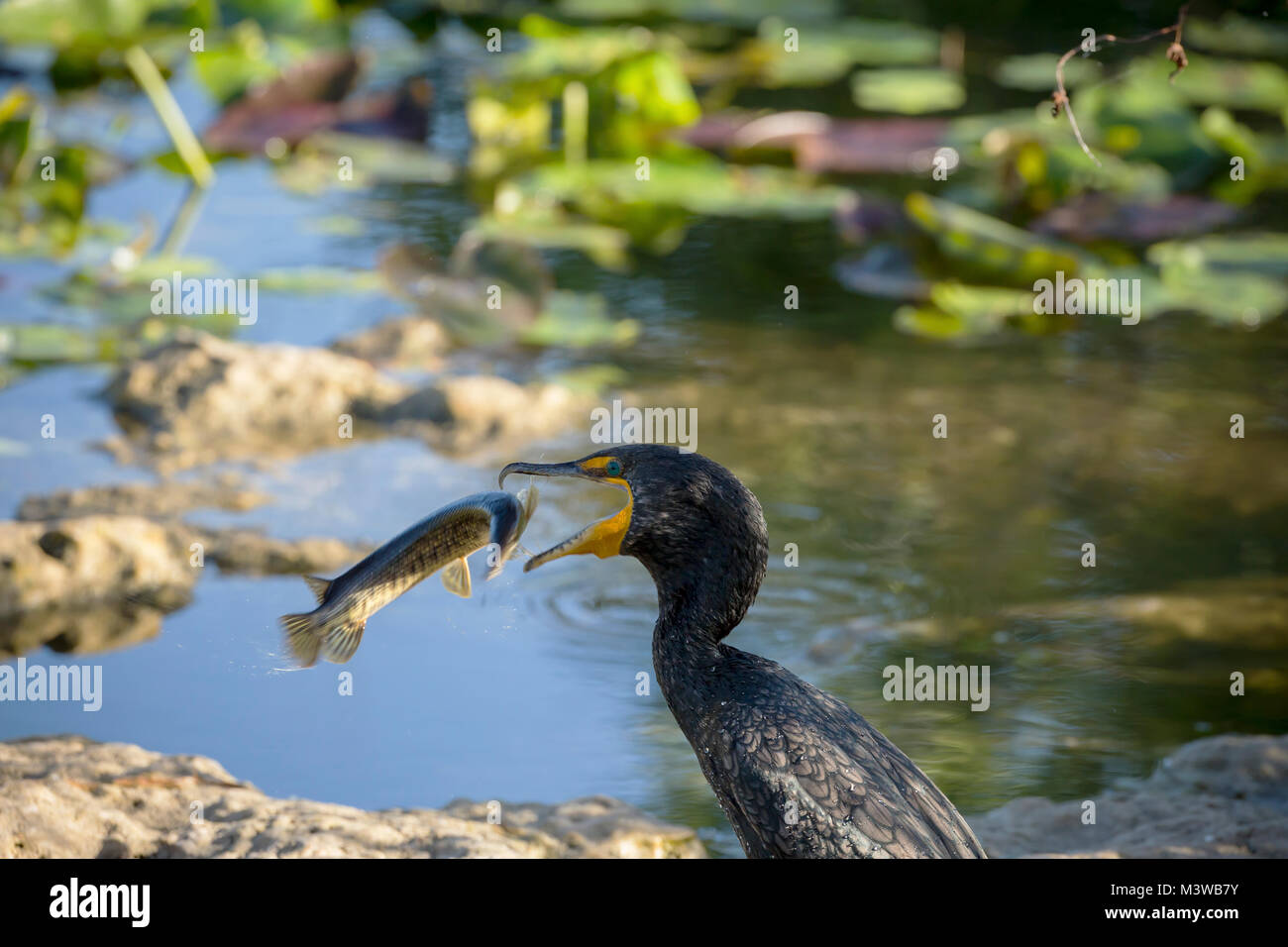 North american upright perching water birds hires stock photography