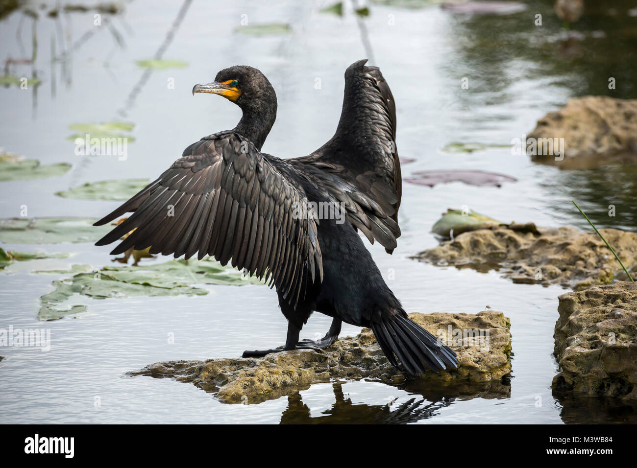 North american upright perching water birds hires stock photography
