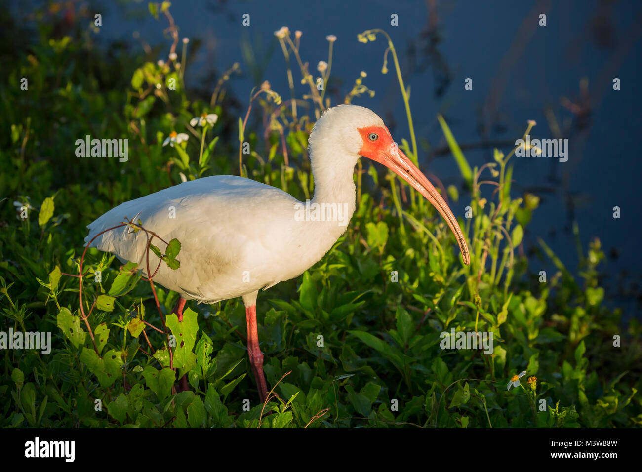 White Ibis (Eudocimus albus) adult searching for food in Everglades National Park, Florida Stock Photo