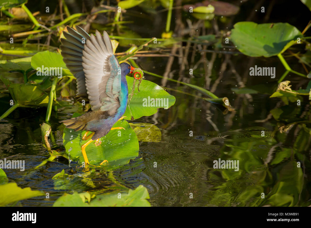 Purple Gallinule (Porphyrio martinica) with food in its mouth about to take flight in Everglades National Park, Florida Stock Photo