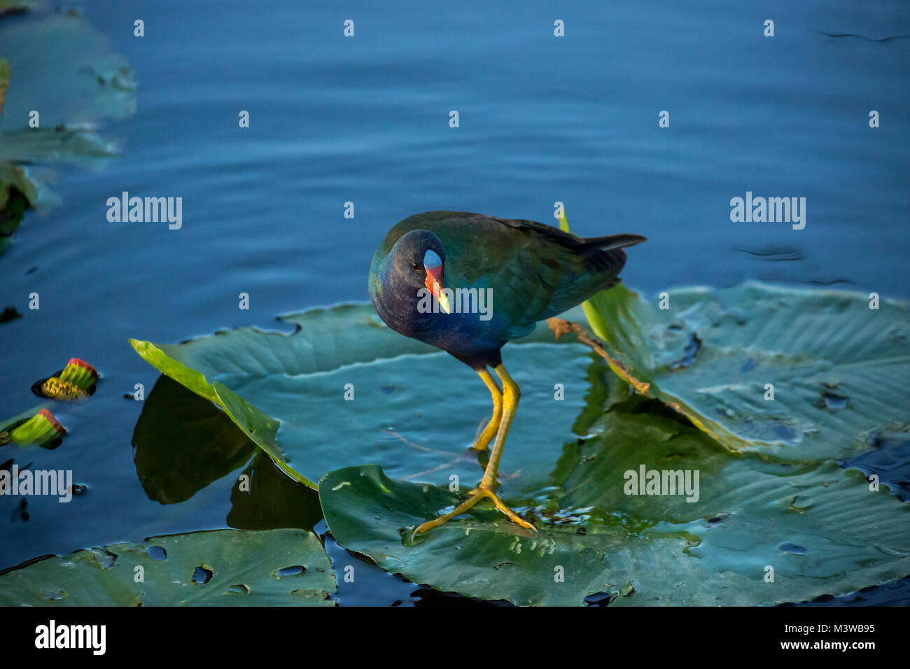 Purple Gallinule (Porphyrio martinica) walking on a lily pad in Everglades National Park, Florida Stock Photo