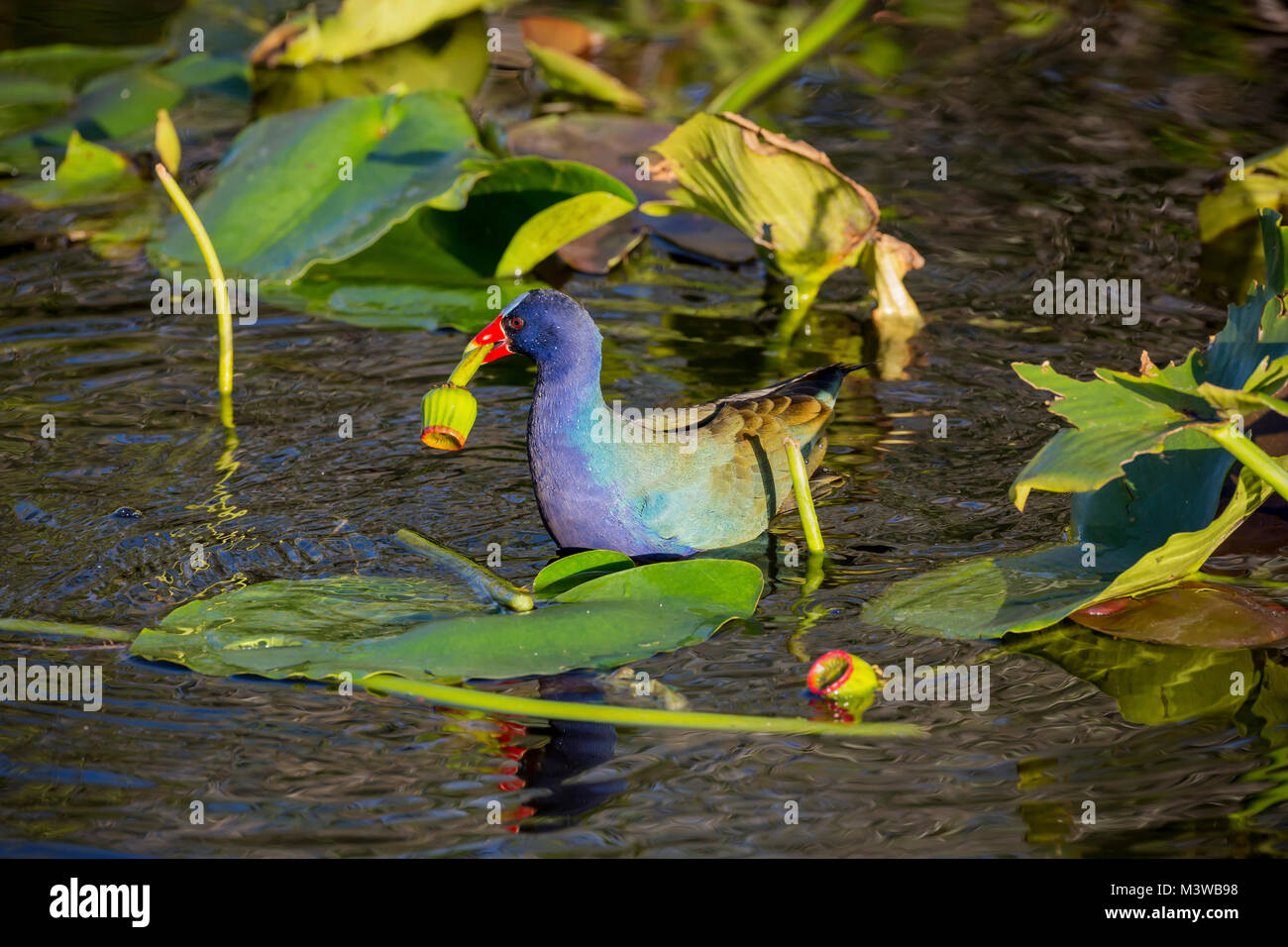 Purple Gallinule (Porphyrio martinica) swimming with food in its mouth in Everglades National Park, Florida Stock Photo