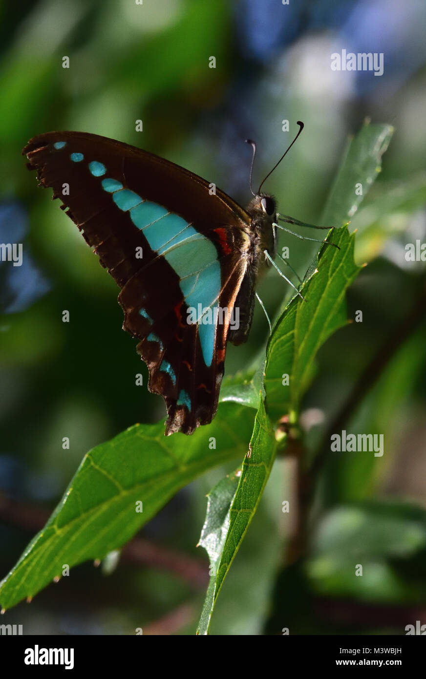 Blue Triangle Butterfly High Resolution Stock Photography and Images