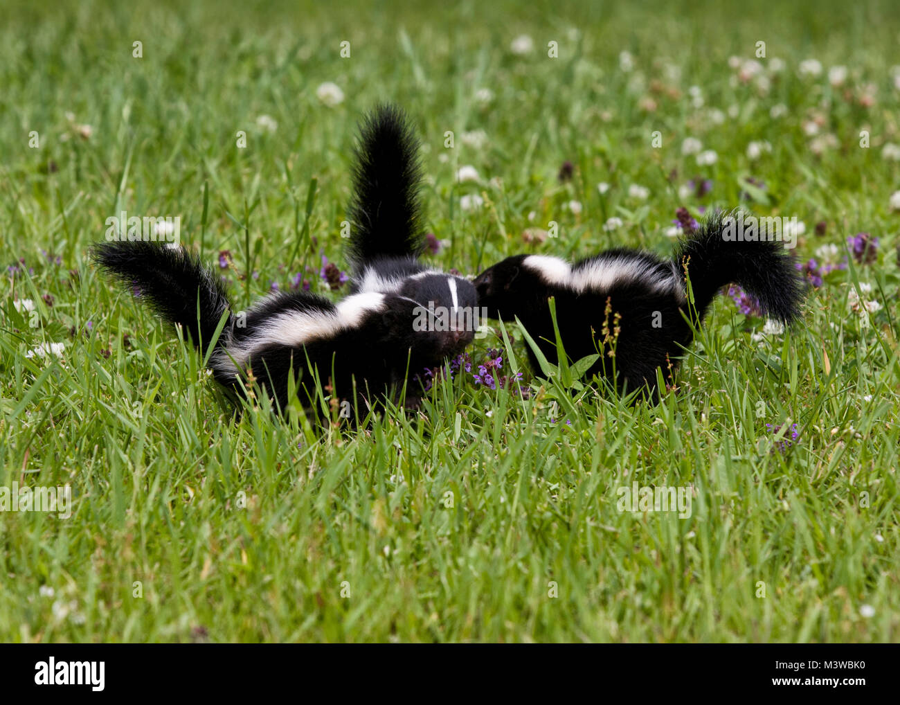 Three Baby Skunks with Their Noses Together Stock Photo