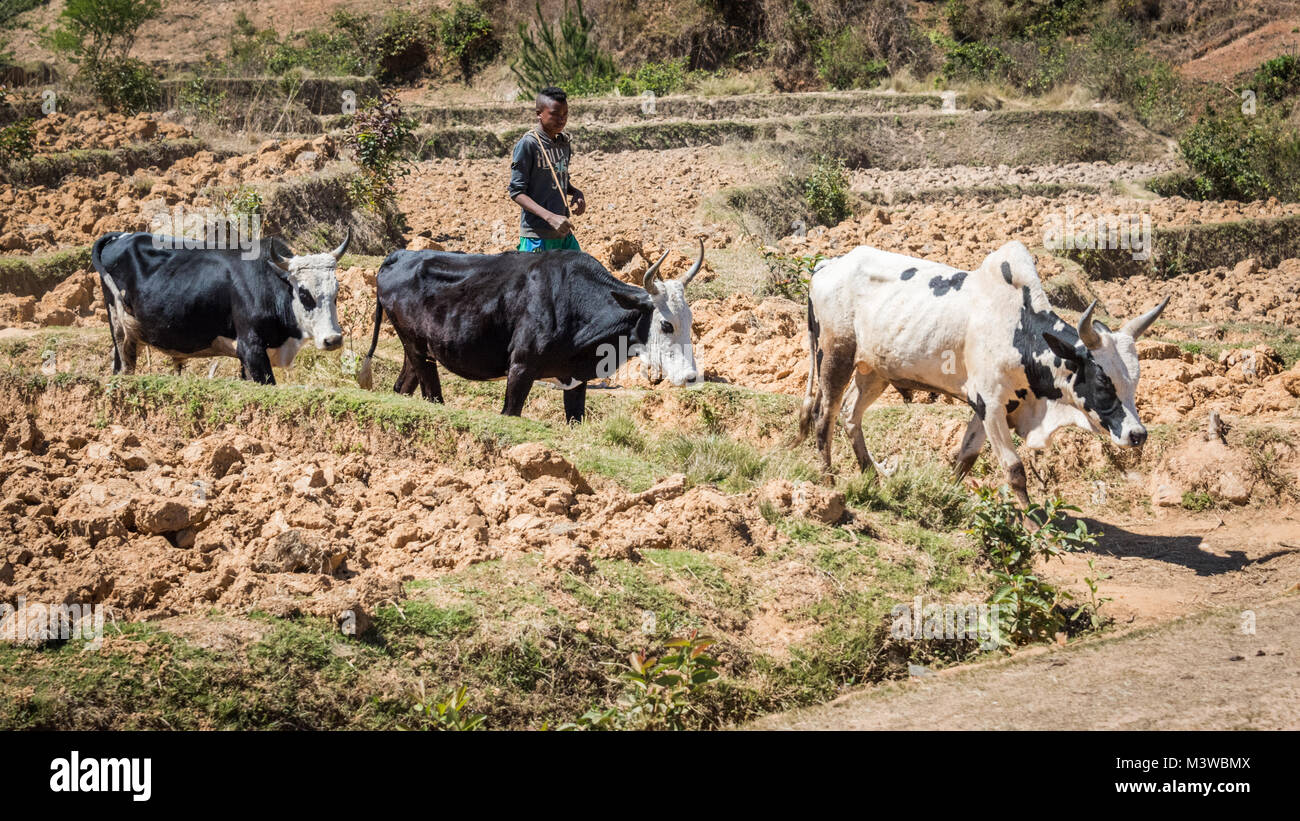 Farmer Tending Zebu, Southern Madagascar Stock Photo