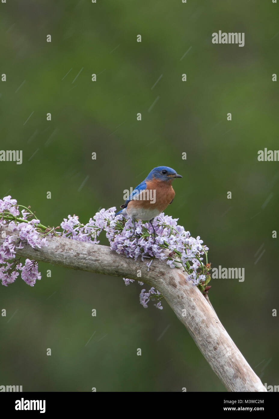 Male Eastern Bluebird Perched in Lilacs Stock Photo