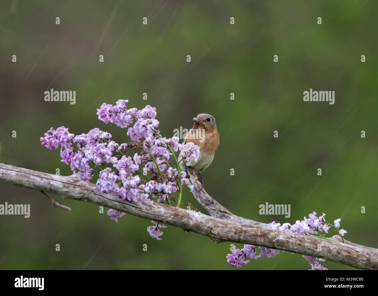 Male Eastern Bluebird Perched in Lilacs Stock Photo