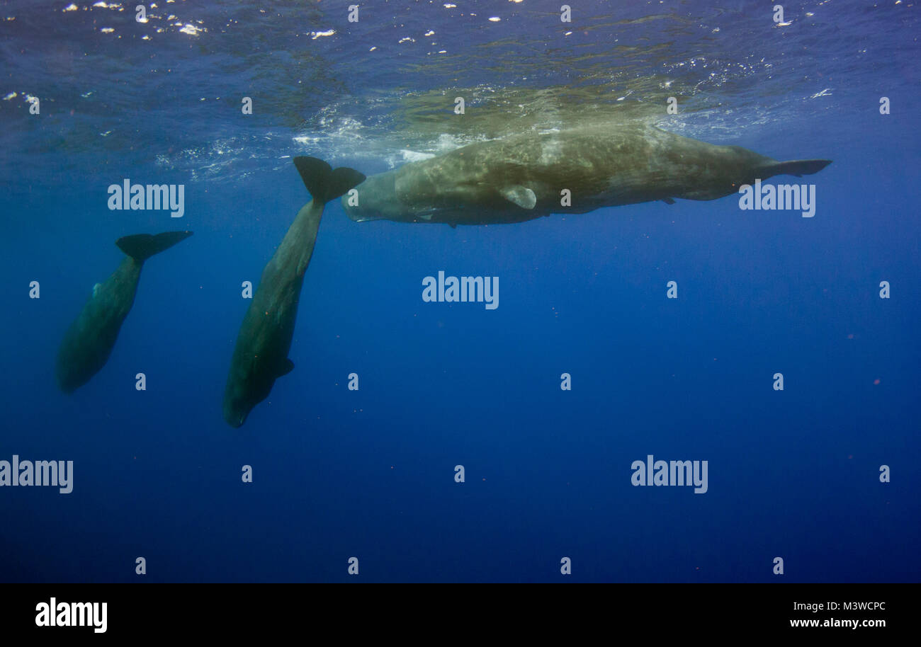 Main predators for sperm whales