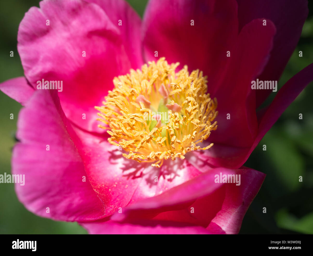Pink and Yellow peony flower Stock Photo Alamy
