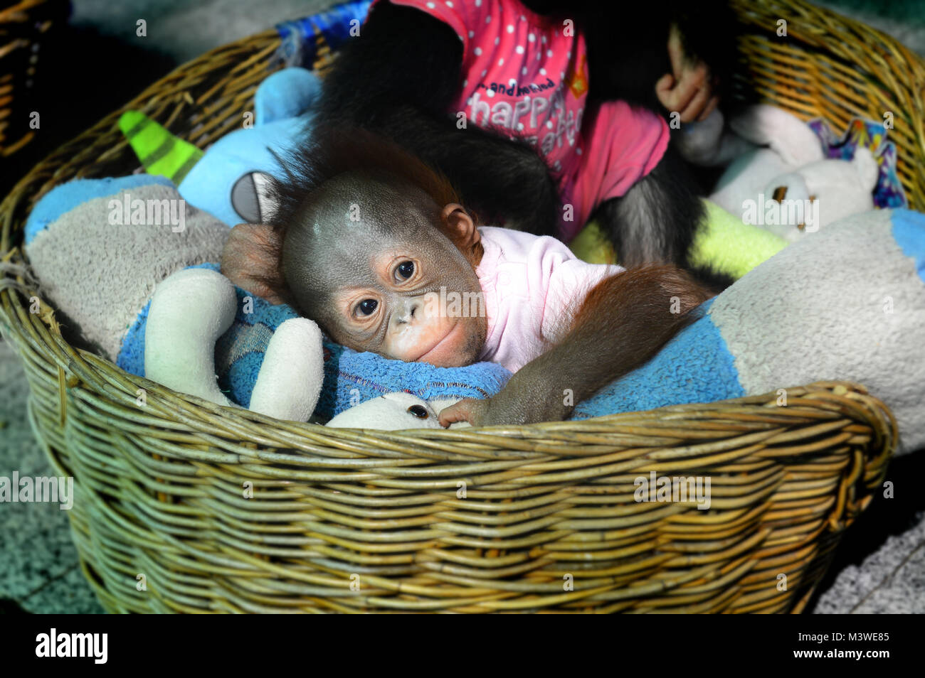 Young Baby Of Orangutan Sleeping At The Zoo In Thailand Stock Photo Alamy young-baby-of-orangutan-sleeping-at-the-zoo-in-thailand-stock-photo-alamy