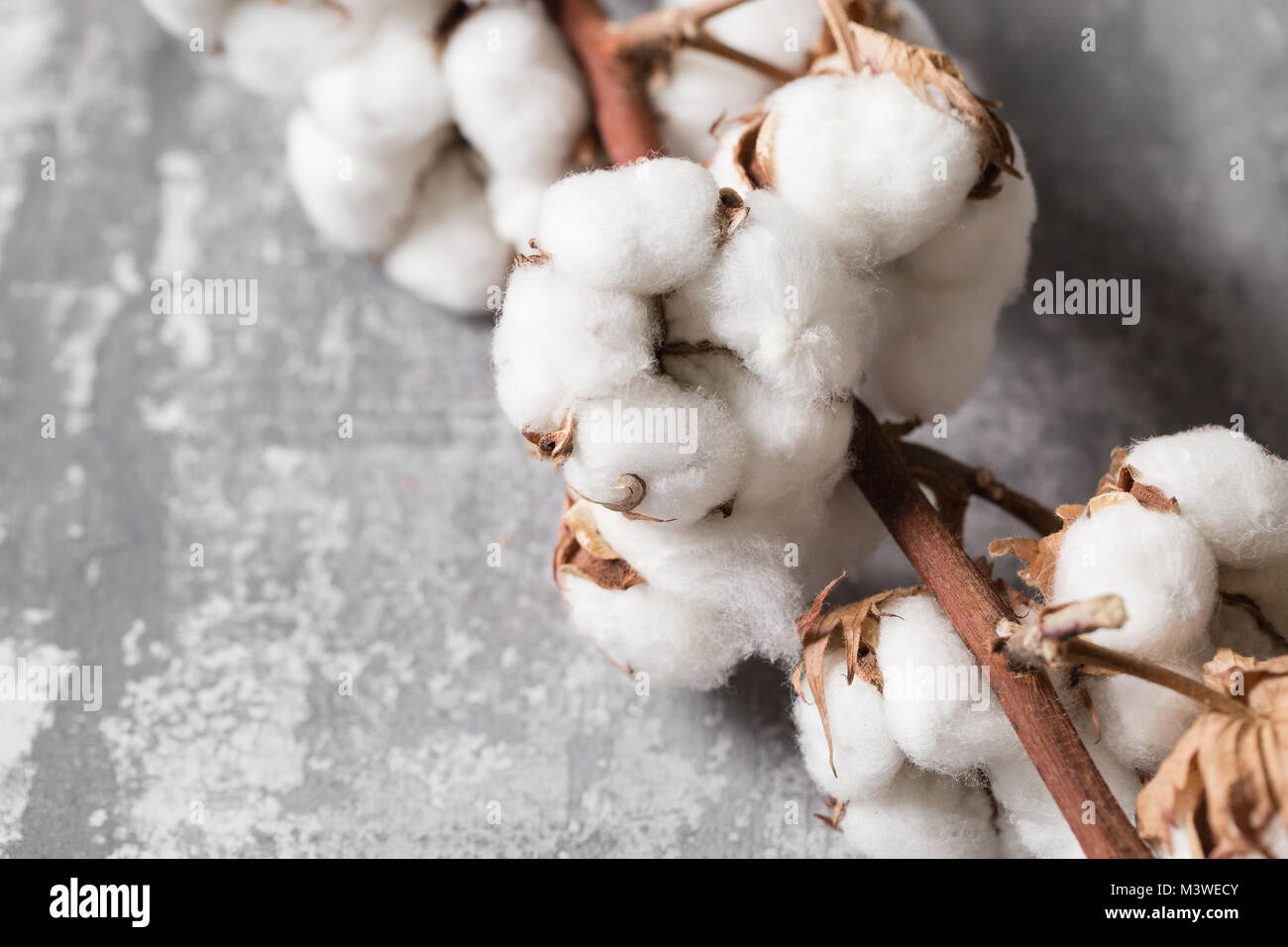 Dried Cotton Plant Flower On Old Grey Background Close Up Copy Space Stock Photo Alamy