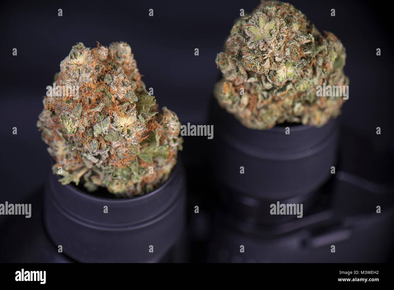 Dried cannabis buds (scout master strain) sitting on black binoculars