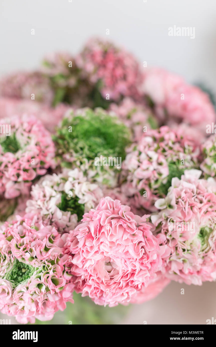 Persian buttercup. lace with many petals. Bunch pale pink ranunculus flowers light background. Wallpaper Stock Photo