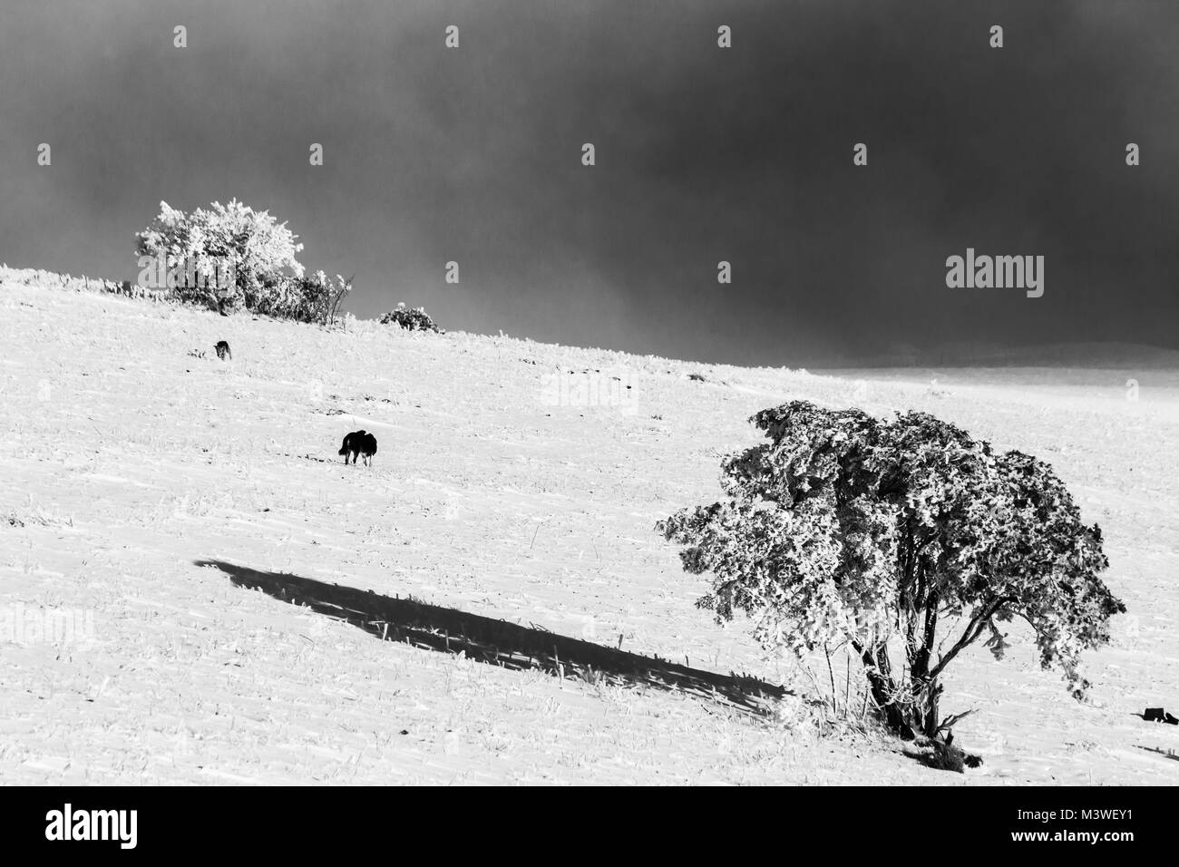 A couple of dogs in the middle of snow on subasio mountain (Umbria, Italy), with a little plant covered by snow Stock Photo