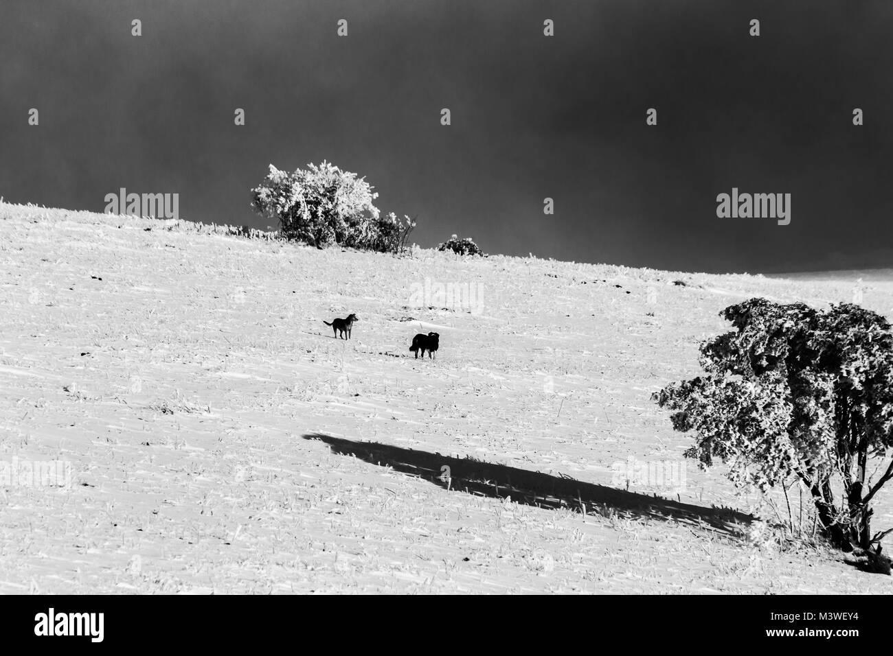 A couple of dogs in the middle of snow on subasio mountain (Umbria, Italy), with a little plant covered by snow Stock Photo