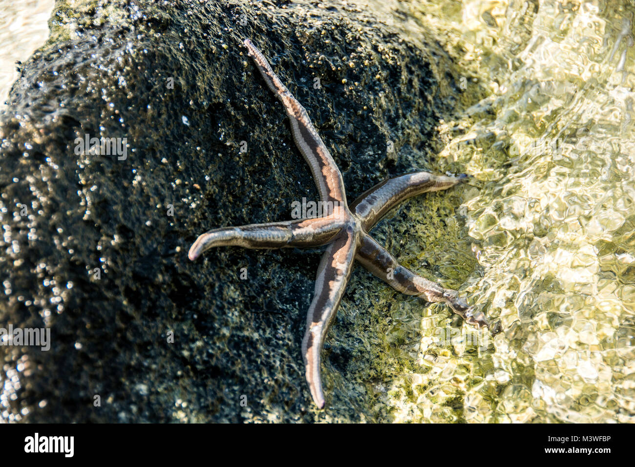 A starfish on a rock on the island of Coronado, part of the Bay or Loreto National Park system. Stock Photo
