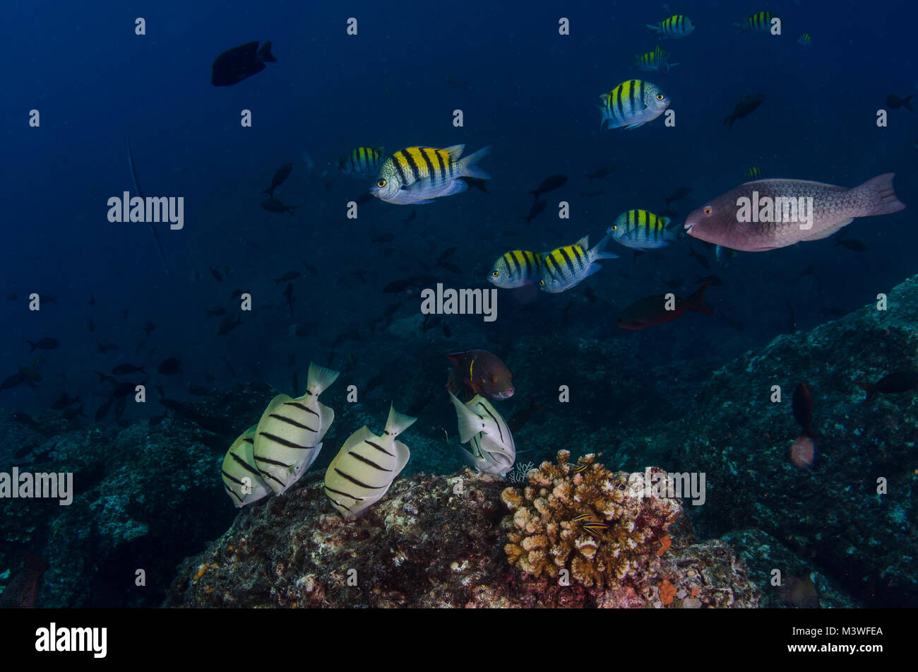 Convict Surgeonfish, Acanthurus triostegus, Acanthuridae, Panamic Sergeant Major, Abudefduf troschelii, Pomacentridae, Coiba National Park, Panama Stock Photo