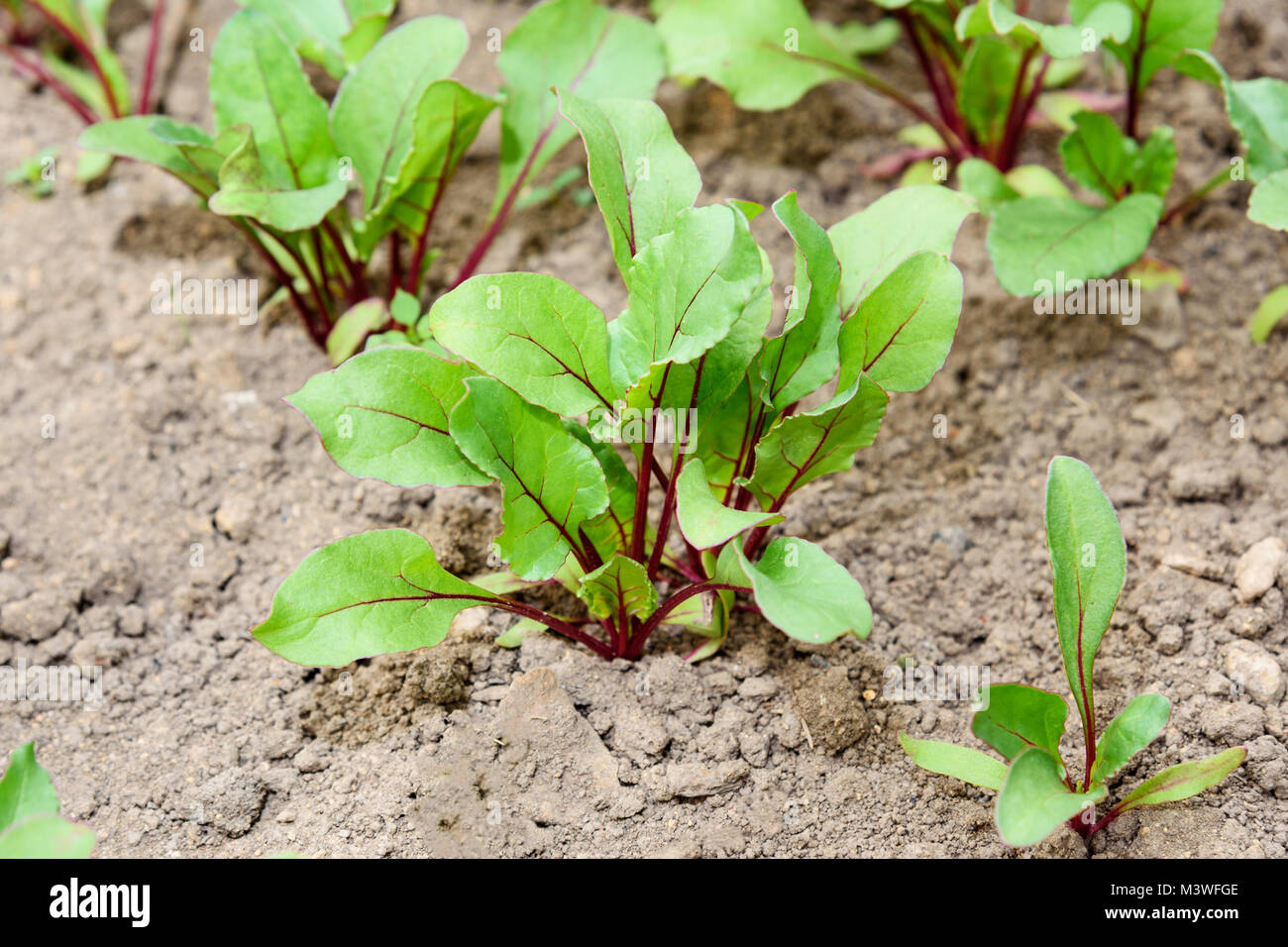 Beet Sprout Growing In Field In The Garden Stock Photo Alamy