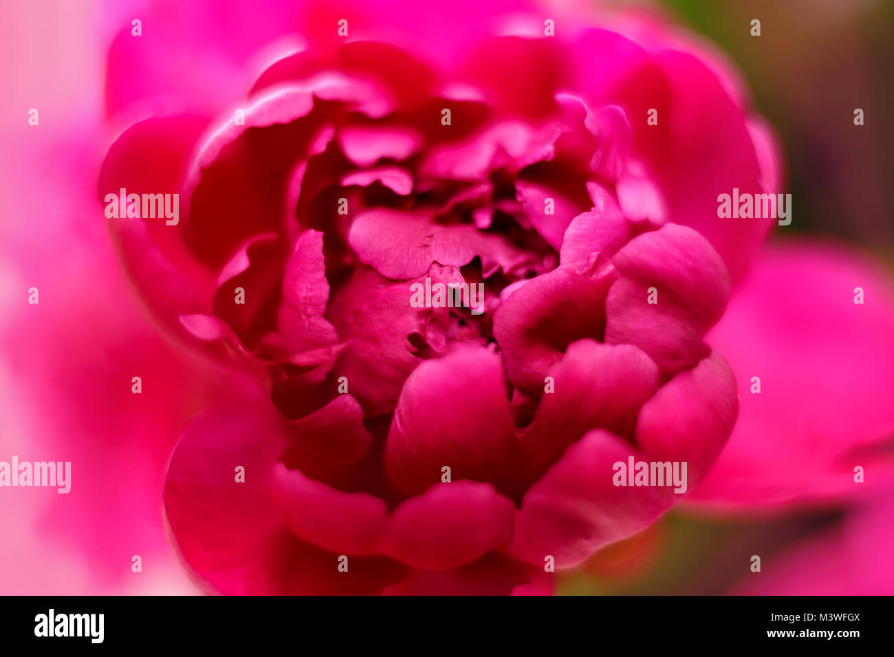 Pink peony close up. Backgrounds. Selectiv focus Stock Photo - Alamy