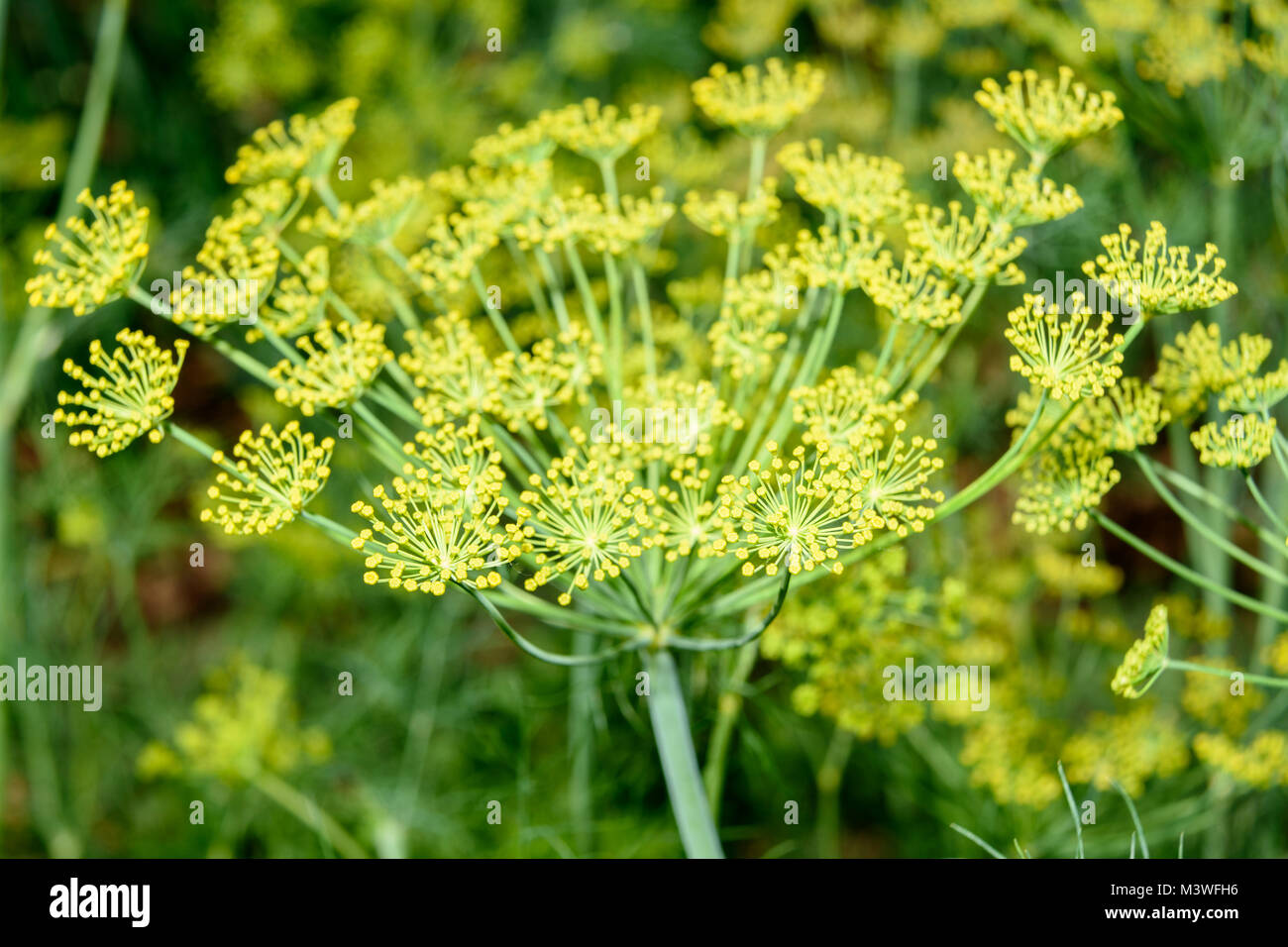 Dill flower. Fennel flower on green background Stock Photo Alamy