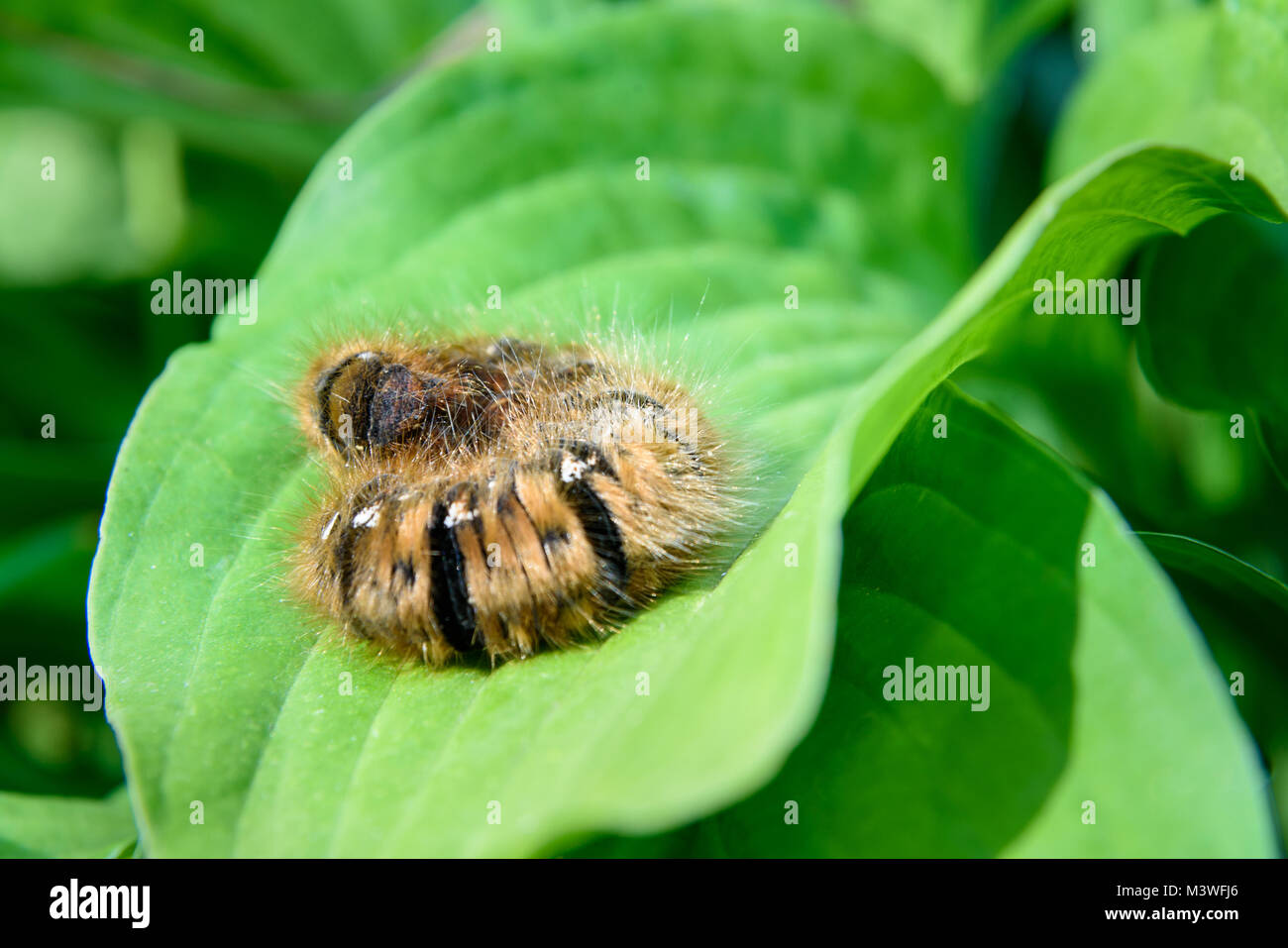 Hairy brown large caterpillar Oak egga, Lasiocampa quercus on green leaf in nature Stock Photo