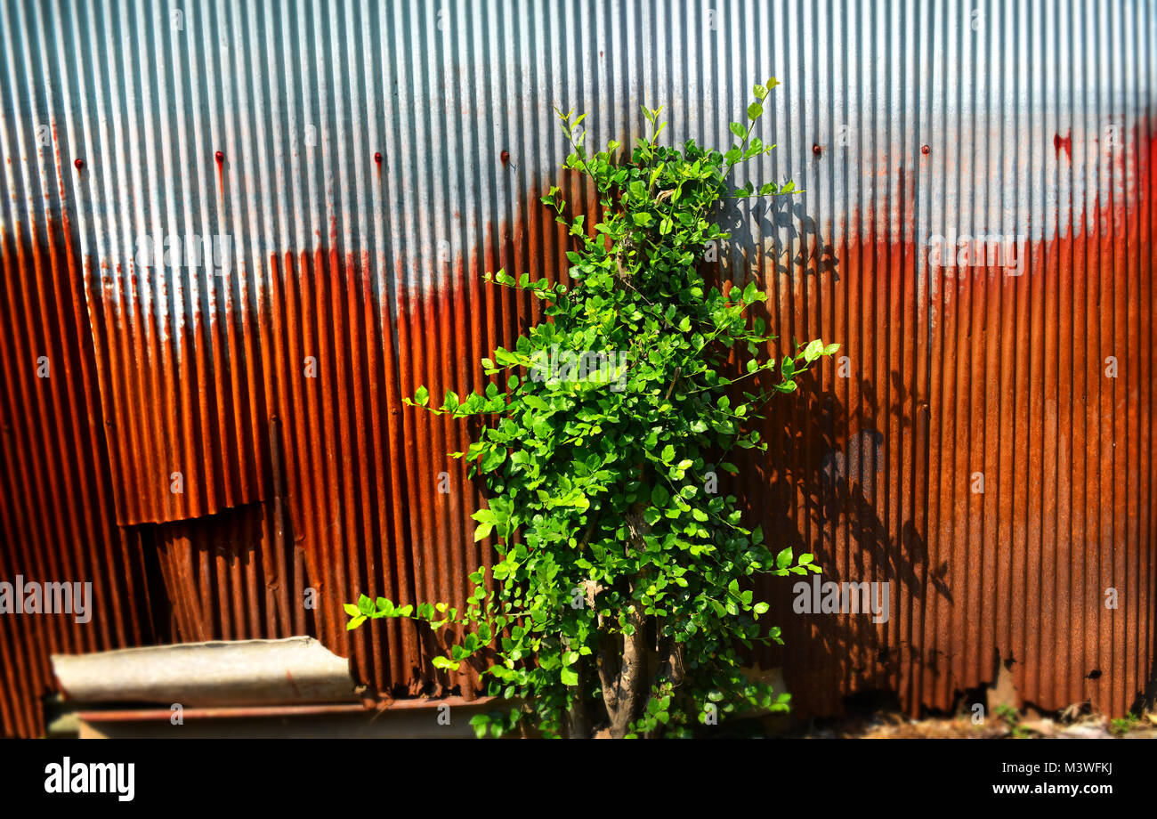 old and rusty galvanised on poor house textureand color from past time ...