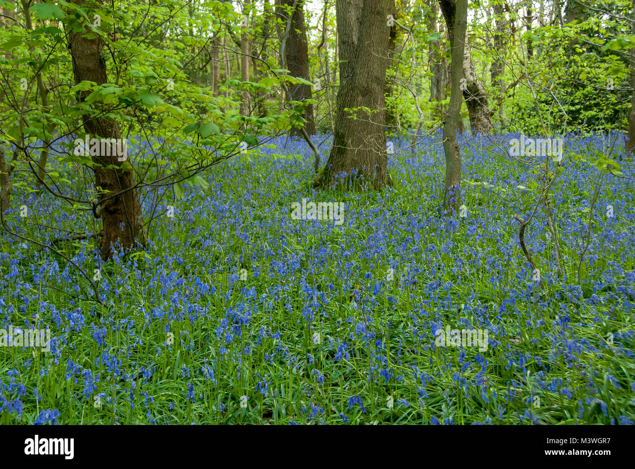 Bluebells carpet the forest floor of Carbrook Ravine nature reserve in the spring, Sheffield Wildlife Trust, UK Stock Photo