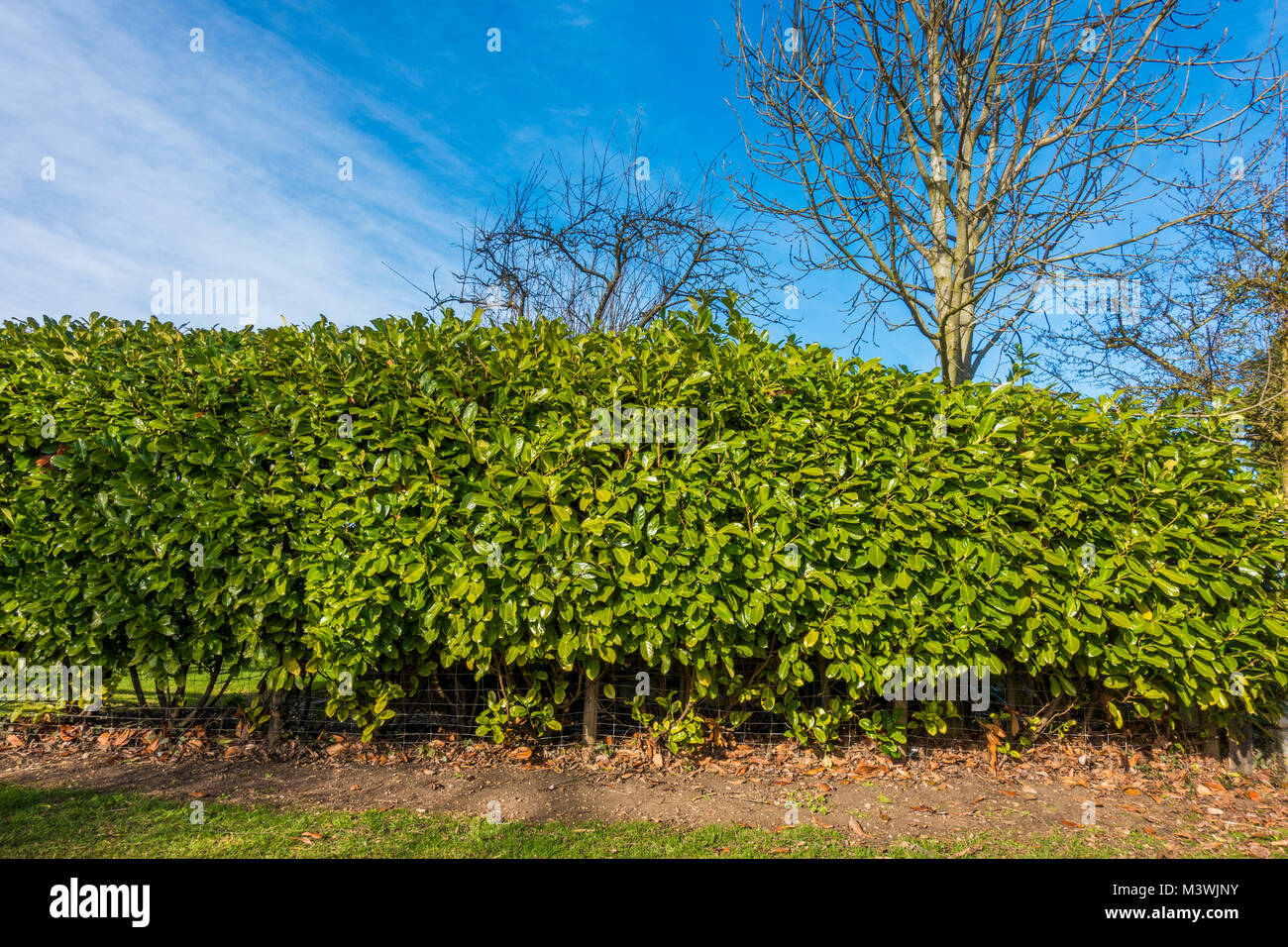 Mature evergreen laurel hedge / hedging (prunus laurocerasus)at the