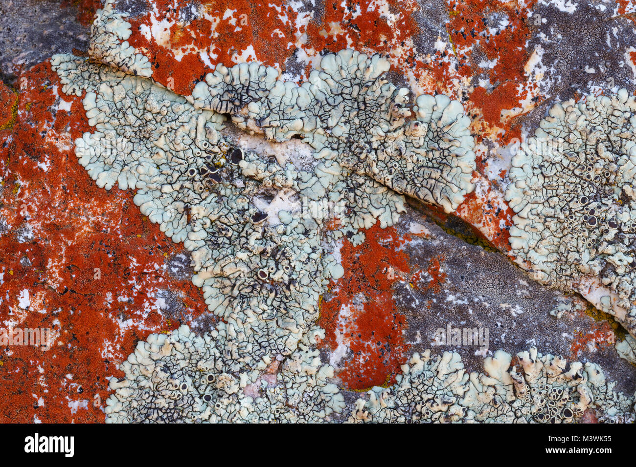 Red and grey lichen growing on rock, Cederberg Mountains, South Africa Stock Photo
