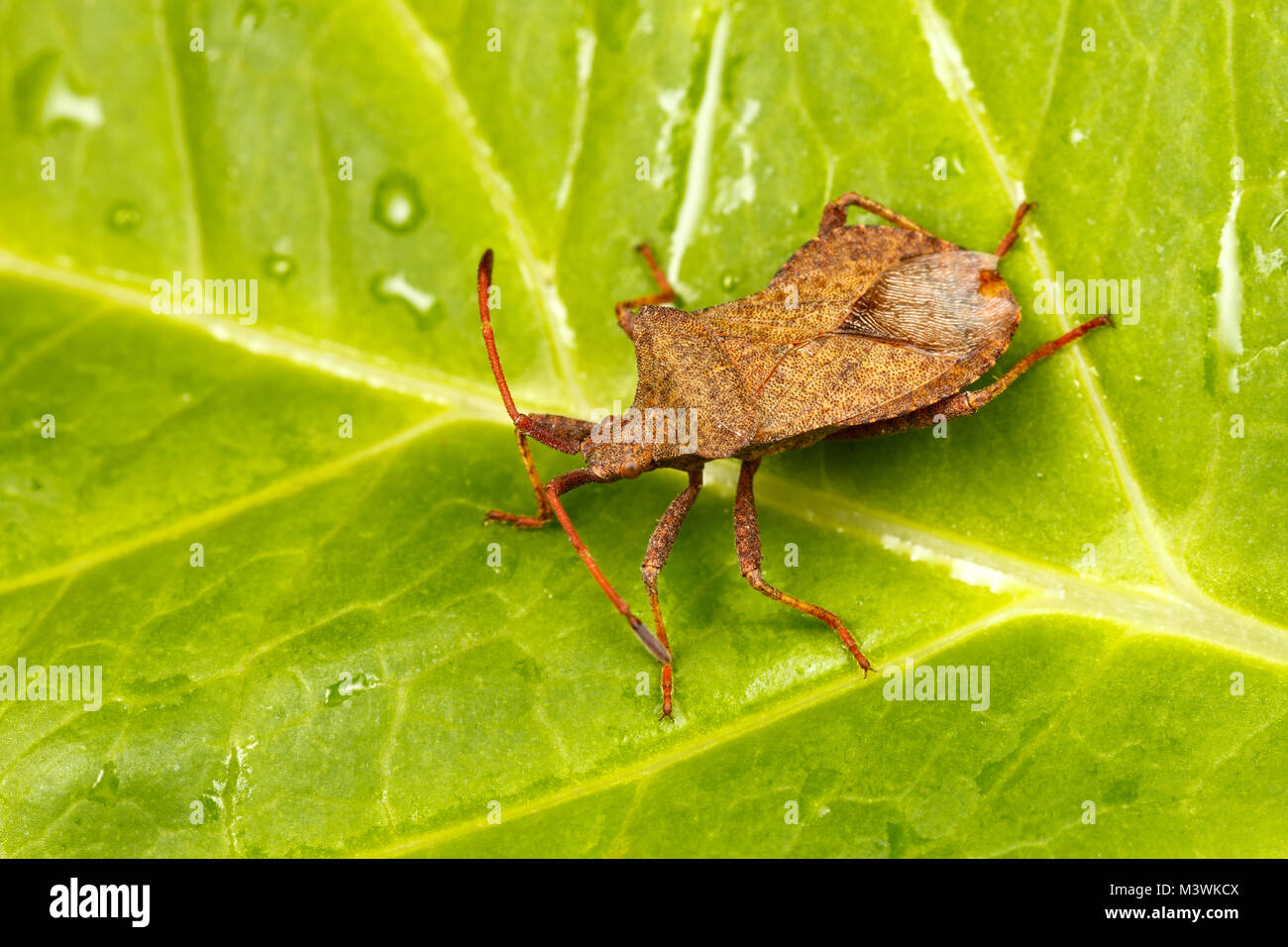 Dock Bug, or Stink Bug, Coreus marginatus, Catbrook, Monmouthshire, July Stock Photo