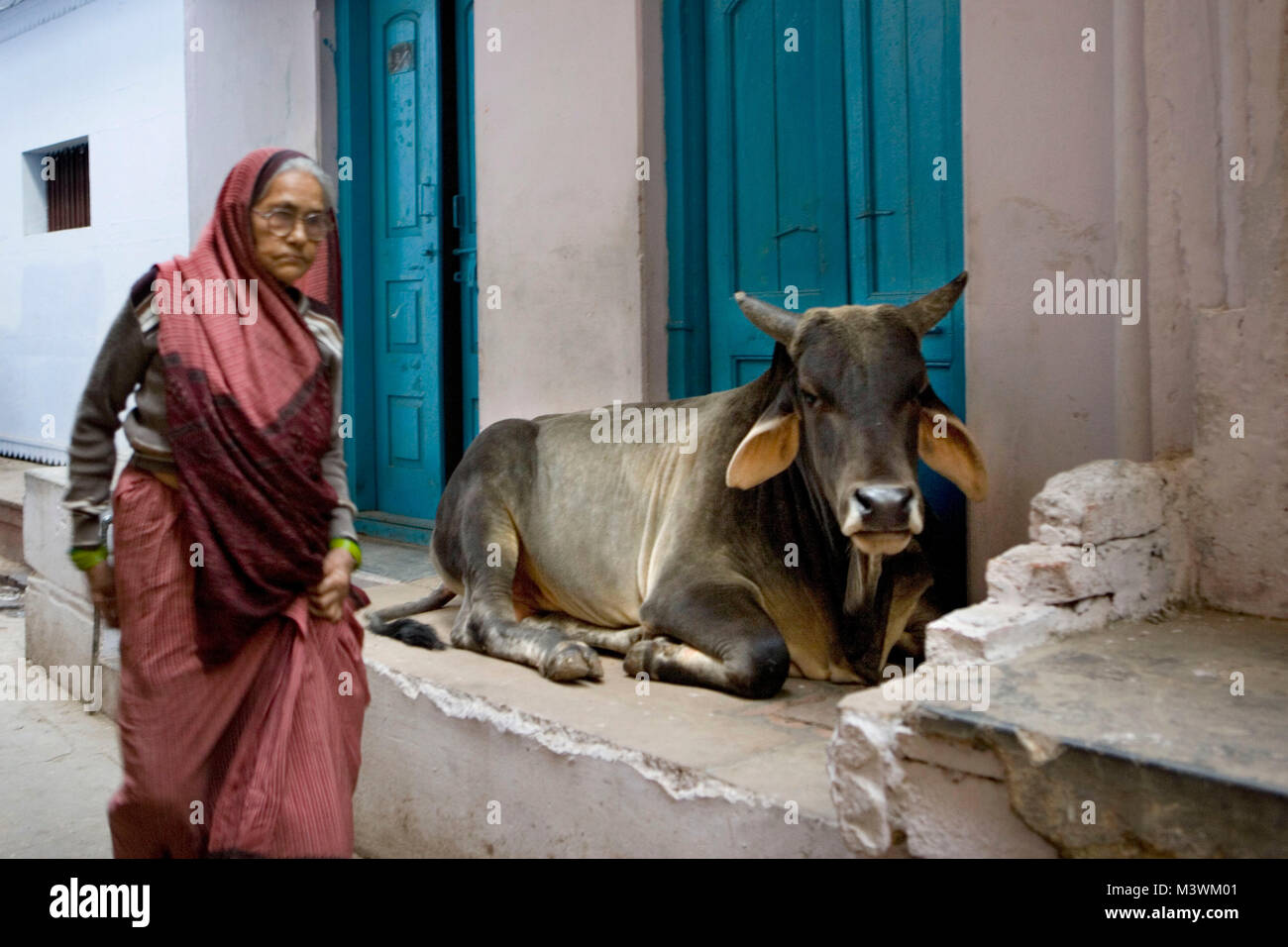 India. Varanasi (Benares). Holy cow, Brahman Cow Lying on Front Stoop. Stock Photo
