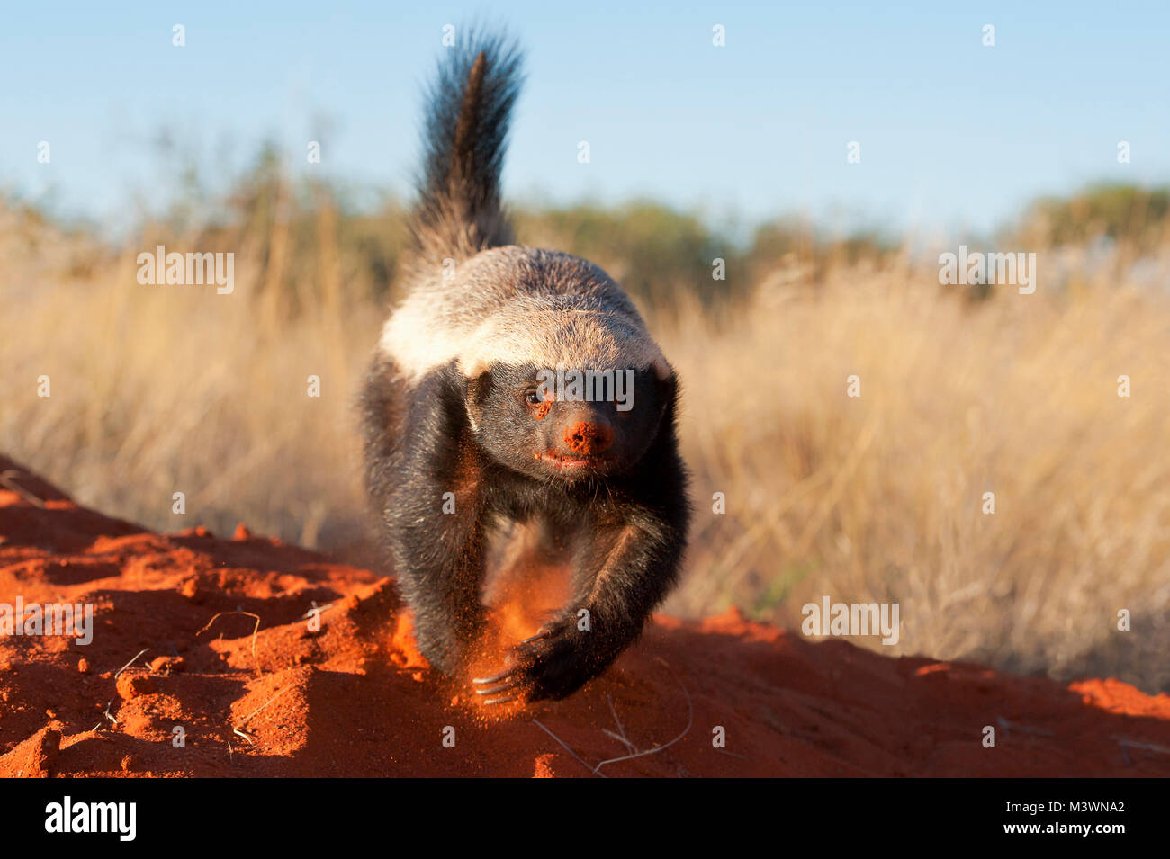 Badger running hires stock photography and images Alamy