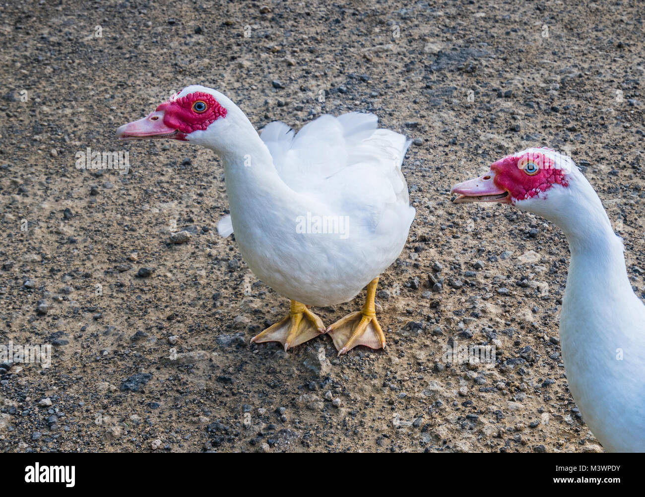 Norfolk Island, Australian external territory, white Muscovy ducks (Cairina moschata) at Watermill Valley Stock Photo