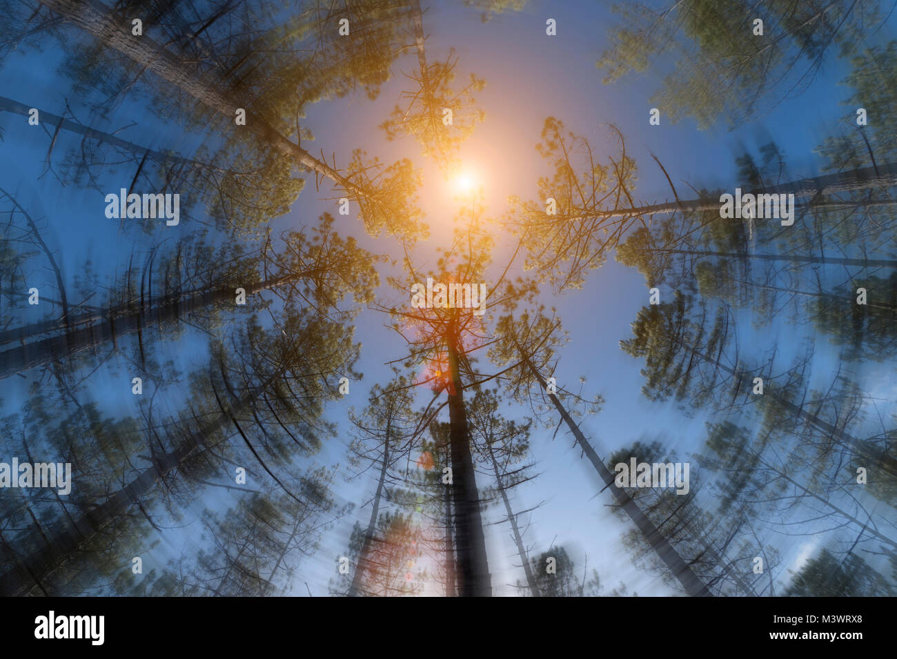looking up to the sky through the trees, spinning concept Stock Photo