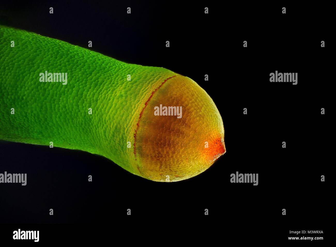 Spore capsule of Plagiomnium affine,  Many-fruited Thyme-moss Stock Photo