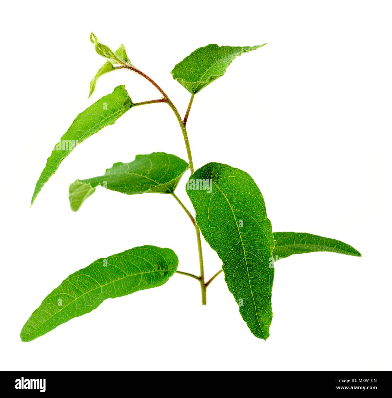 fresh Eucalyptus leaves isolated on white background Stock Photo Alamy