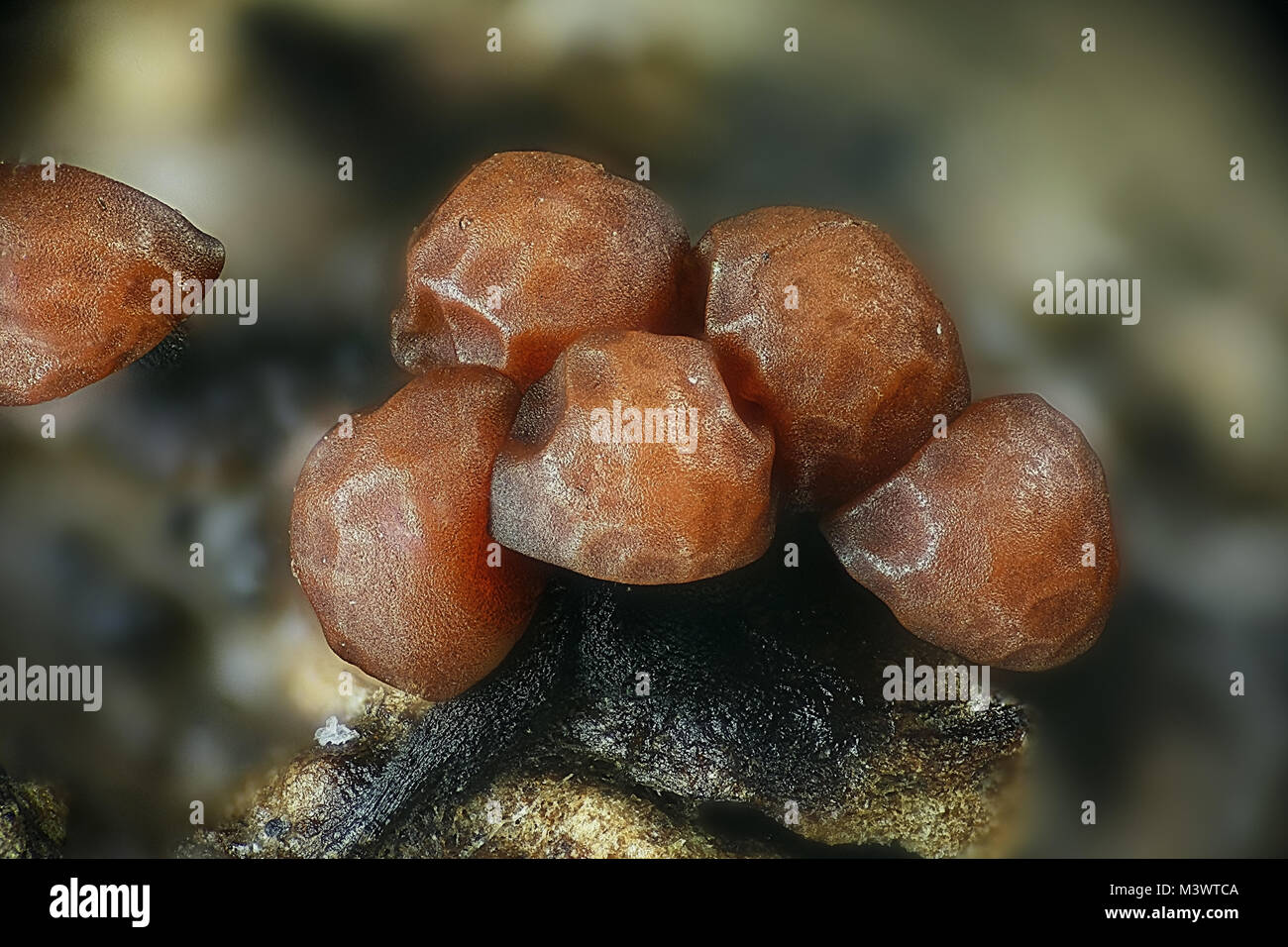 Hairy slime mold, Trichia varia, a microscope image. Field of view of the image is 7 mm. Stock Photo