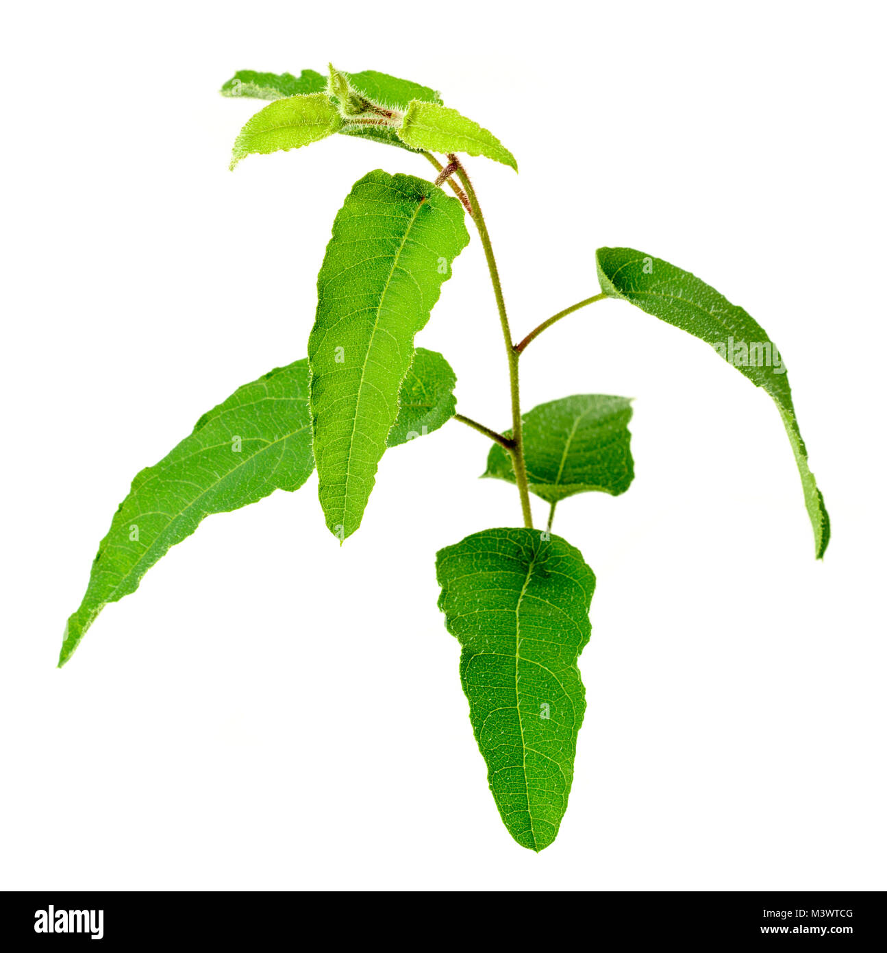 fresh Eucalyptus leaves isolated on white background Stock Photo Alamy