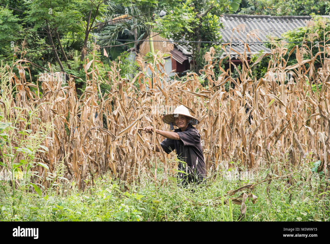 Traditional Elderly Vietnamese  lady working in a field in Hoi An .Vietnam Stock Photo