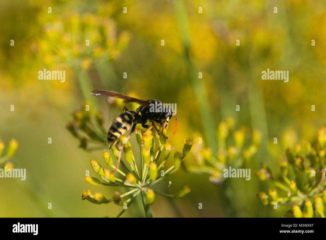 Wasp (Vespula germanica) on the little yellow flowers of dill